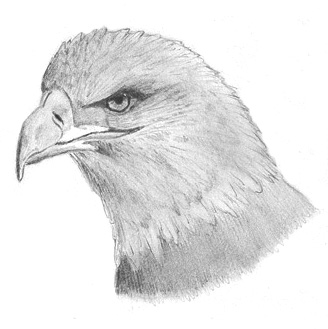 eagle's eye - pencil drawing